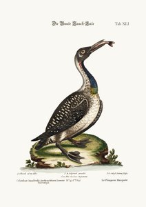 斑点のあるダイバーまたはルーン、1749-73